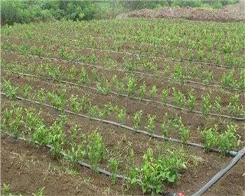 西安水肥一體化設備在發(fā)展的三個瓶頸