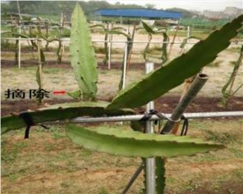 西安滴灌設(shè)備應(yīng)用--火龍果種植前的灌溉準(zhǔn)備工作！